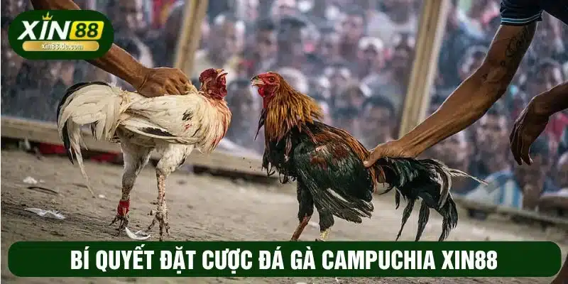 Đá gà Campuchia XIN88