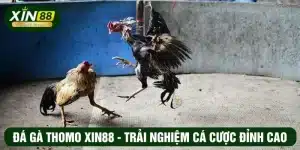 đá gà Thomo