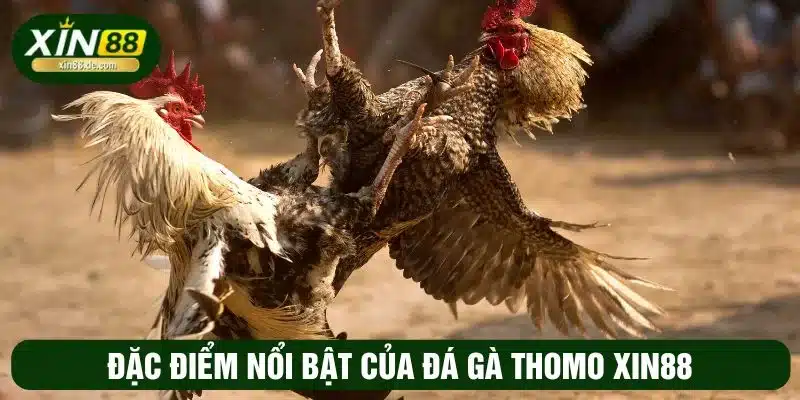 Đá gà Thomo có nhiều đặc điểm nổi bật