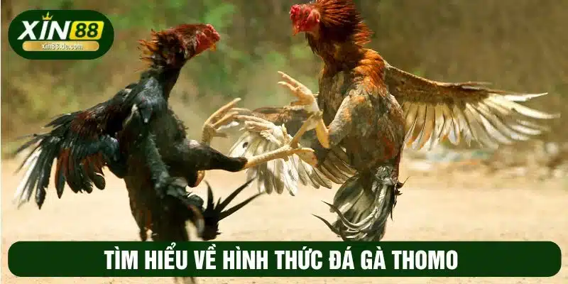 Giới thiệu về đá gà Thomo