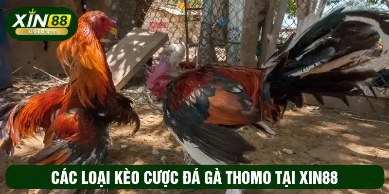 Tham khảo các kèo cược của đá gà Thomo tại XIN88