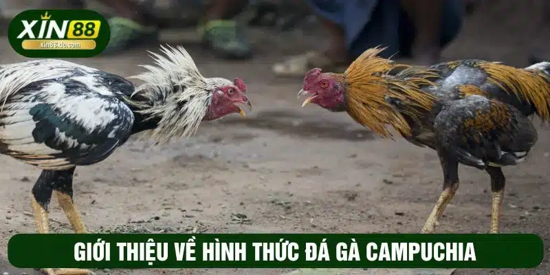 Tìm hiểu về hình thức đá gà Campuchia tại XIN88