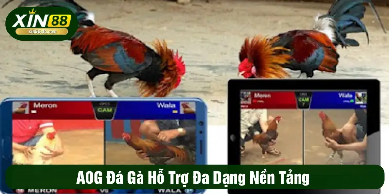 AOG đá gà hỗ trợ đa dạng nền tảng