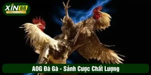 AOG đá gà - Sảnh cược chất lượng