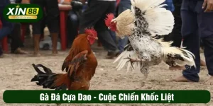 Đá gà cựa dao - Cuộc chiến khốc liệt