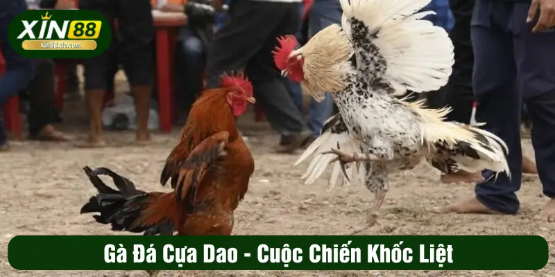 Đá gà cựa dao - Cuộc chiến khốc liệt