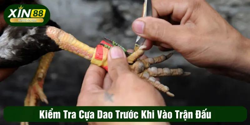 Kiểm tra cựa dao trước khi vào trận đấu