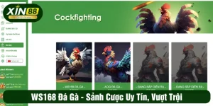 WS168 đá gà - Sảnh cược uy tín, vượt trội