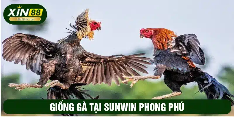 Các giống gà trong hình thức vô cùng phong phú