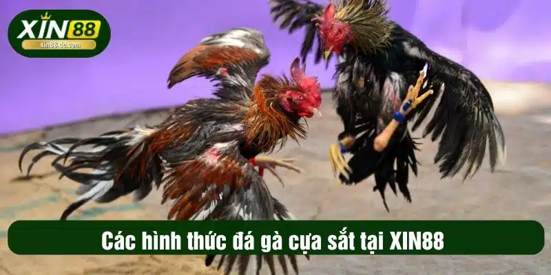 Các hình thức đá gà cựa sắt tại XIN88 