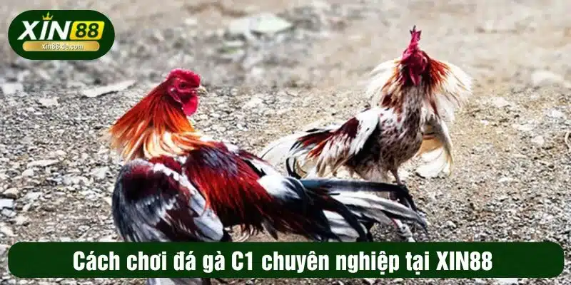 Cách chơi đá gà C1 chuyên nghiệp tại XIN88