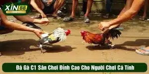 đá gà c1