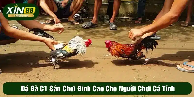 đá gà c1