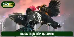 đá gà trực tiếp