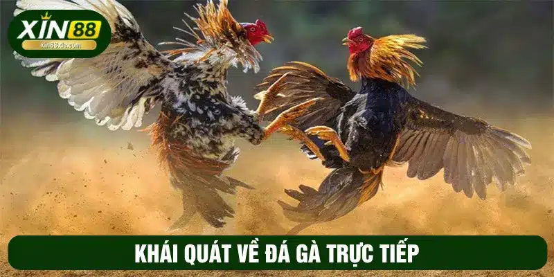 Đá gà trực tiếp là bộ môn thư giãn đầy kịch tính