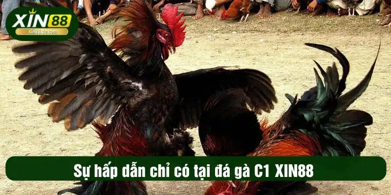 Sự hấp dẫn chỉ có tại đá gà C1 XIN88