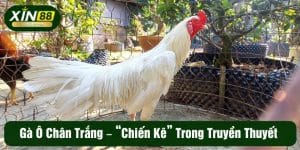Gà Ô Chân Trắng - "Chiến Kê" Trong Truyền Thuyết