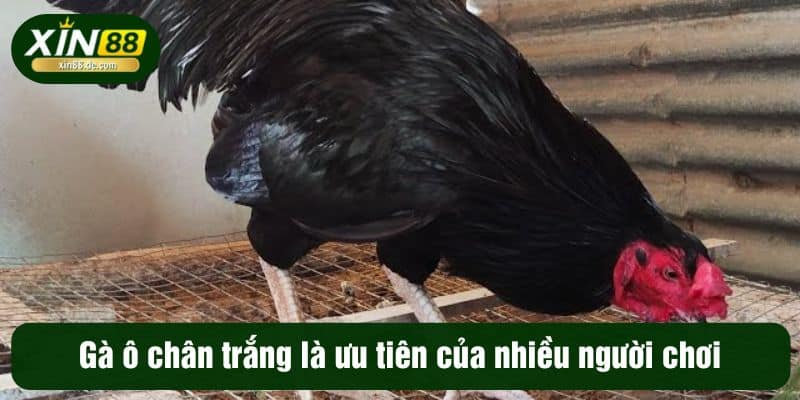 Gà ô chân trắng là ưu tiên của nhiều người chơi