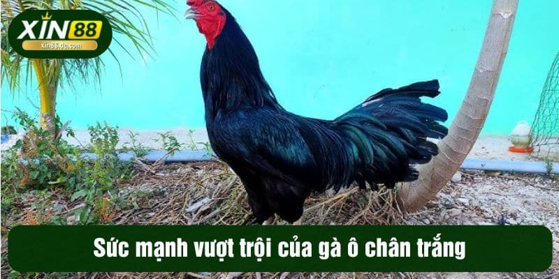 Sức mạnh vượt trội của gà ô chân trắng