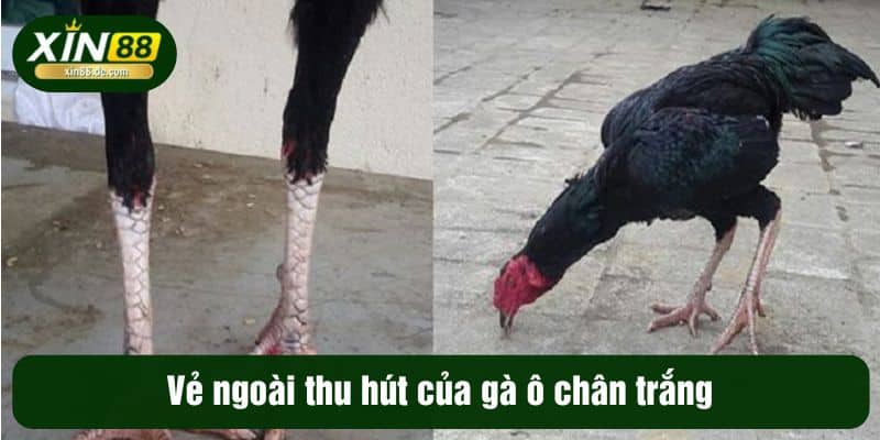 Vẻ ngoài thu hút của gà ô chân trắng