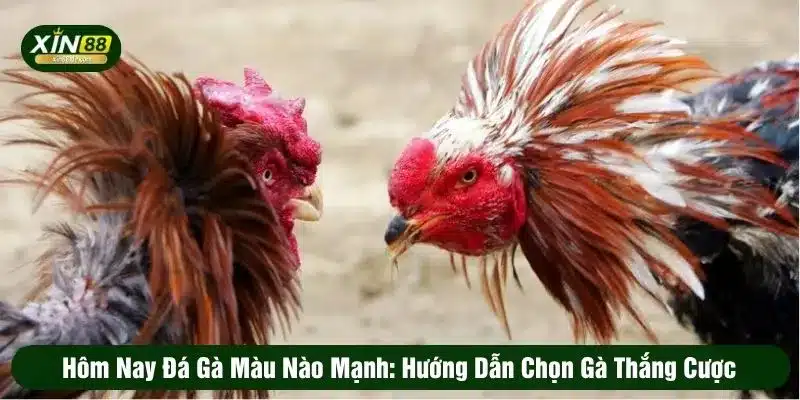 Hôm nay đá gà màu nào mạnh