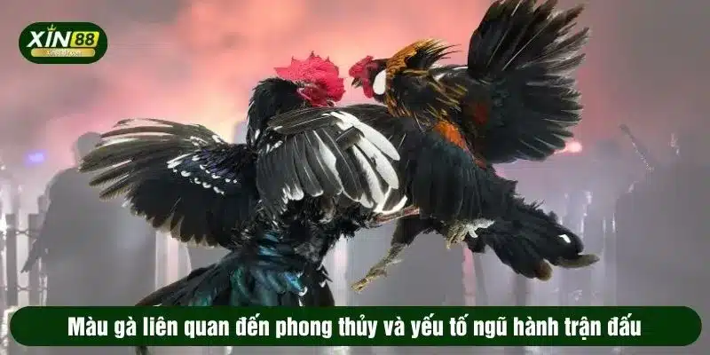 Màu gà liên quan đến phong thủy và yếu tố ngũ hành trận đấu