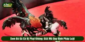 xem đá gà có bị phạt không