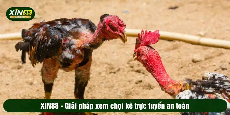 XIN88 - Giải pháp xem chọi kê trực tuyến an toàn