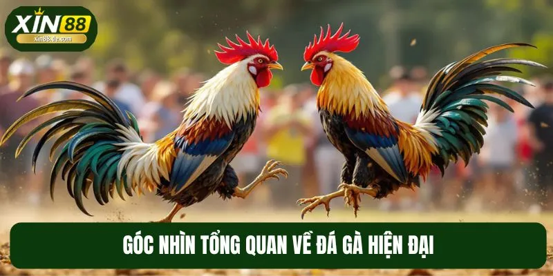 Đôi nét về đá gà hiện đại