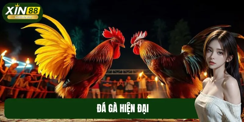 Đá Gà Hiện Đại Khác Gì Truyền Thống? Câu Trả Lời Từ XIN88