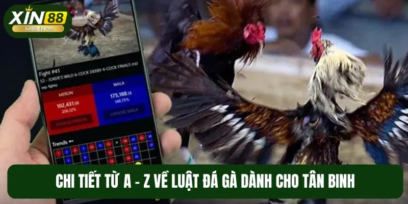 Trọn bộ nguyên tắc trong sàn đá gà