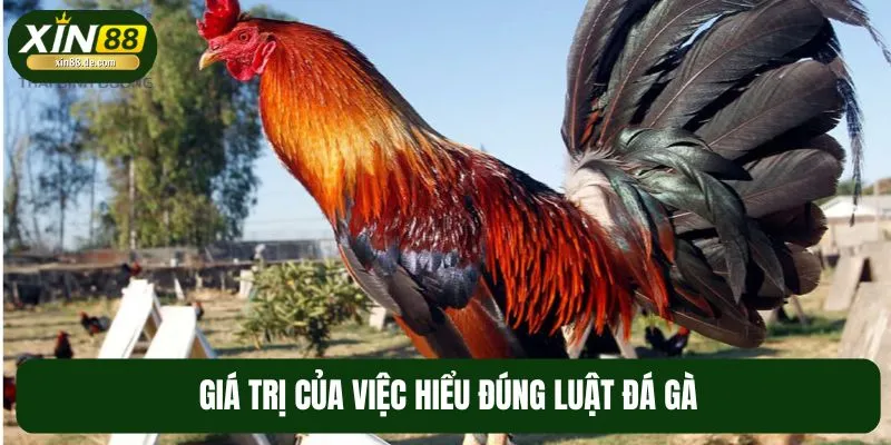 Người chơi cần nắm rõ về luật đá gà