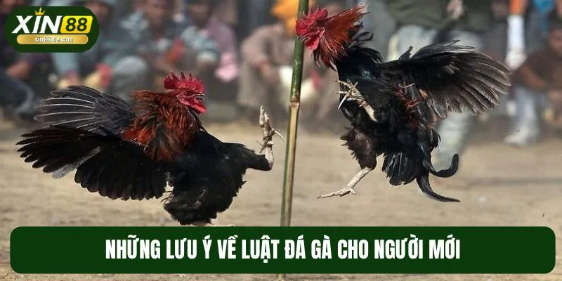 Cược thủ chớ bỏ qua những lưu ý quan trọng