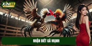 Nhận Biết Gà Mạnh Hiệu Quả Với Hướng Dẫn Chi Tiết Từ XIN88