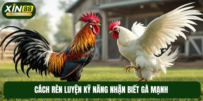 Người mới cần bỏ túi kỹ năng đánh giá chiến kê