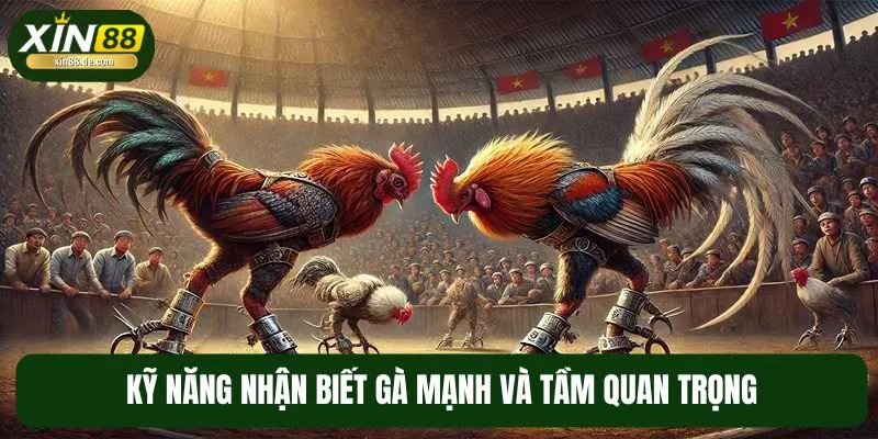 Nhận biết gà mạnh là kỹ năng cực quan trọng