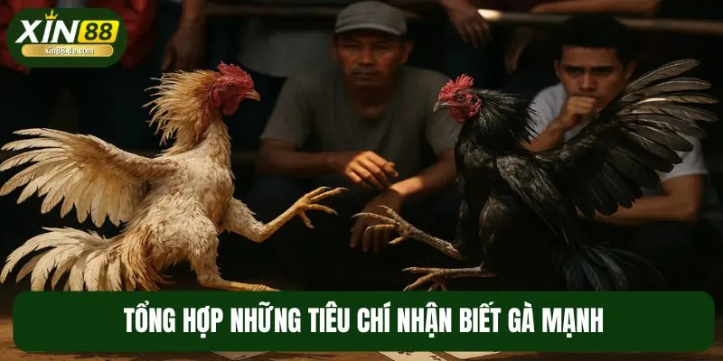 Top 5 tiêu chí để đánh giá một chiến kê mạnh