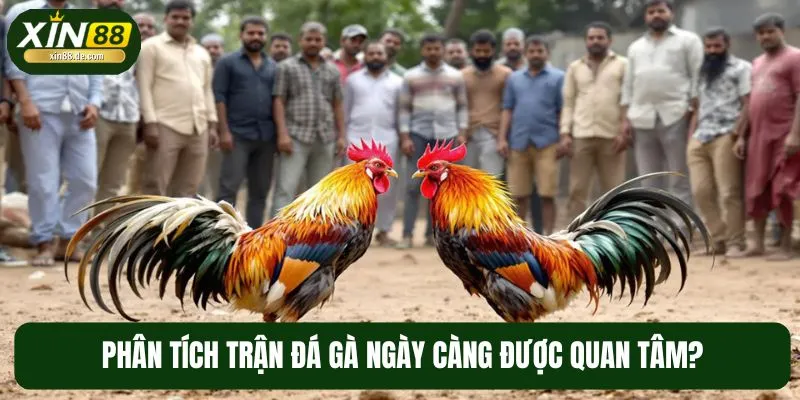 Phân tích trận đá gà được nhiều người chơi quan tâm