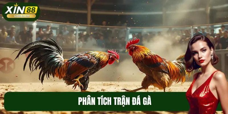 Phân Tích Trận Đá Gà Tại XIN88: Càng Đọc Càng Hấp Dẫn