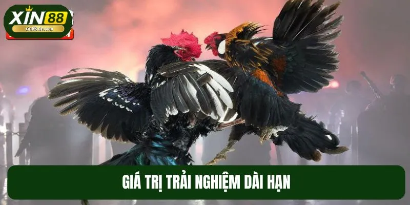 Sàn đấu gà trực tiếp luôn là lựa chọn được ưu tiên