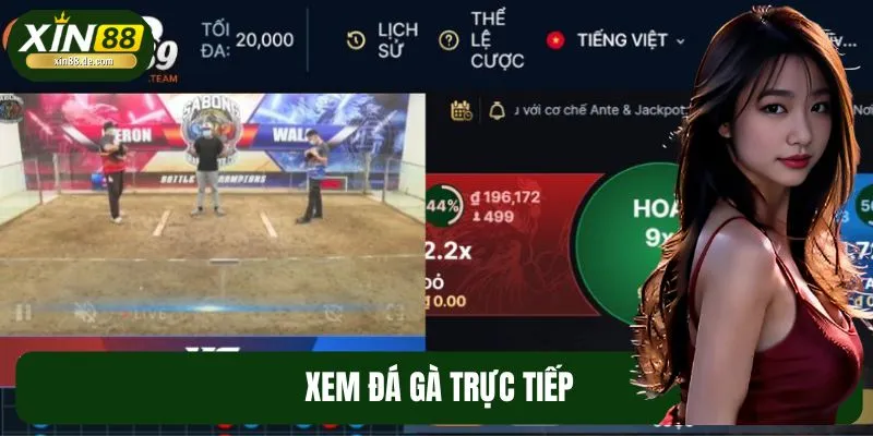 Xem Đá Gà Trực Tiếp – Trải Nghiệm Đang “Nóng” Tại XIN88